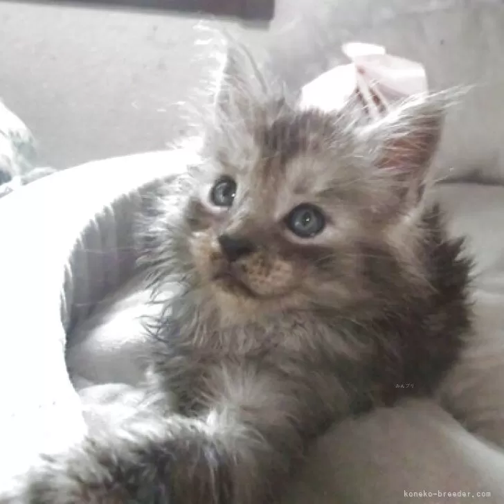 ID：2506-02616の子猫