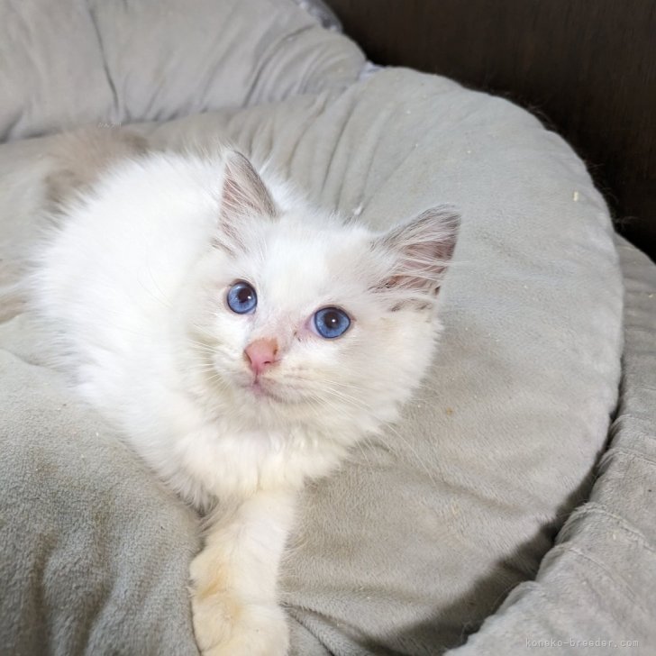 ブリーダー画像