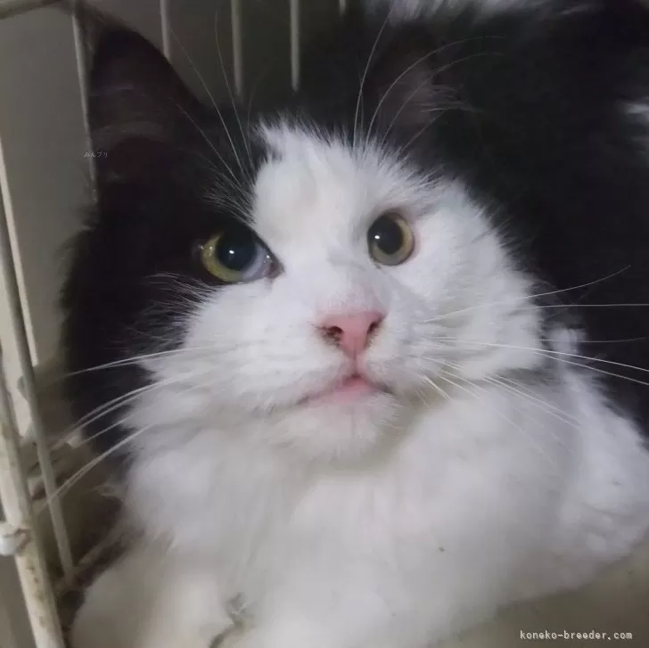 ID:2503-02483の子猫