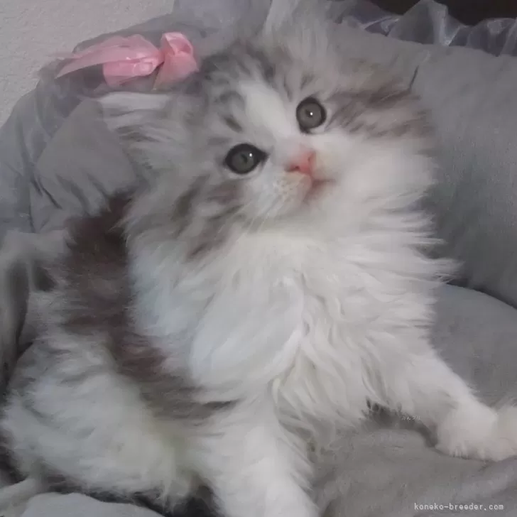momotaro 様のお迎えした子猫