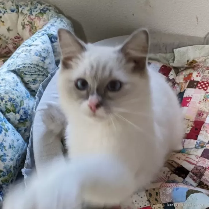 T.T 様のお迎えした子猫