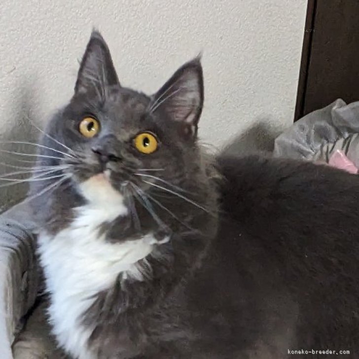 ブリーダー画像