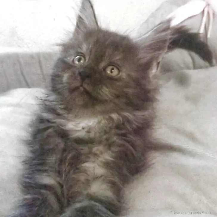 ID：2508-00321の子猫