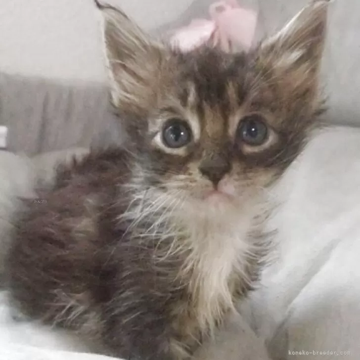 ID：2505-02859の子猫