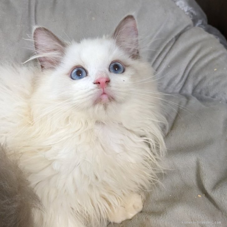 ブリーダー画像