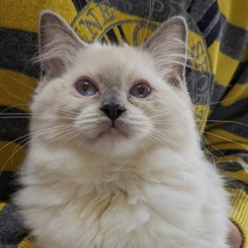 ラグドール【大阪府・女の子・2025年7月23日・ブルーポイントミテッド】の写真「元気一杯　良く遊ぶ子です♪」