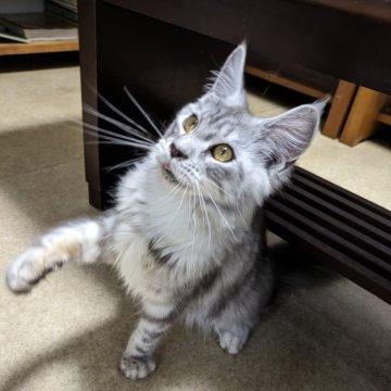 メインクーン【大阪府・女の子・2025年4月10日・シルバータビー】の写真「美しい女の子です♪」