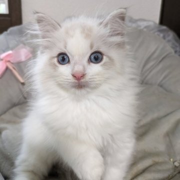 ラグドール【大阪府・男の子・2025年8月31日・ブルーリンクスポイントバイカラー（フワフワのロングヘアー）】の写真「大きな目の可愛い子♪」