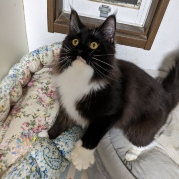 メインクーン【大阪府・女の子・2024年12月10日・ブラック&ホワイト（ふわふわのロングヘアー）】の写真「可愛いお顔の女の子」