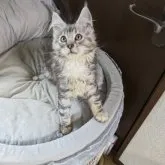 メインクーン