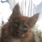 メインクーン