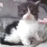 メインクーン