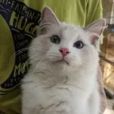 ラグドール【大阪府・男の子・2025年6月4日・ブルーポイントバイカラー】の写真2