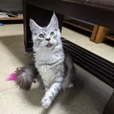 メインクーン【大阪府・女の子・2025年4月10日・シルバータビー】の写真3