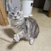 メインクーン【大阪府・女の子・2025年4月10日・シルバータビー】の写真4