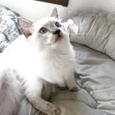 ラグドール【大阪府・男の子・2025年5月5日・ブルーポイント】の写真4