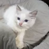 ラグドール【大阪府・女の子・2025年7月23日・ブルーポイントバイカラー】の写真4