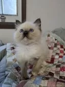 ラグドール【大阪府・女の子・2025年9月23日・シールポイントミテッド】の写真6