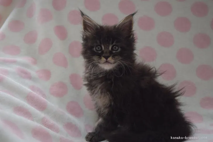 ID：1901-01411の子猫