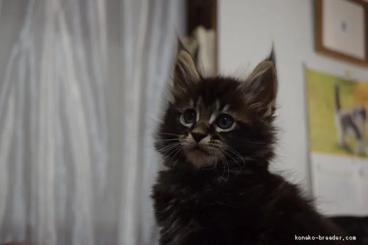 nori 様のお迎えした子猫