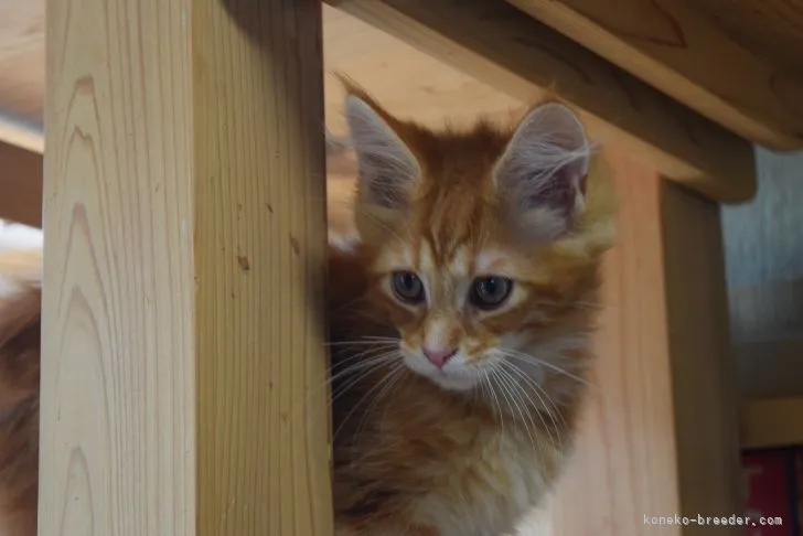 ID：2202-01744の子猫