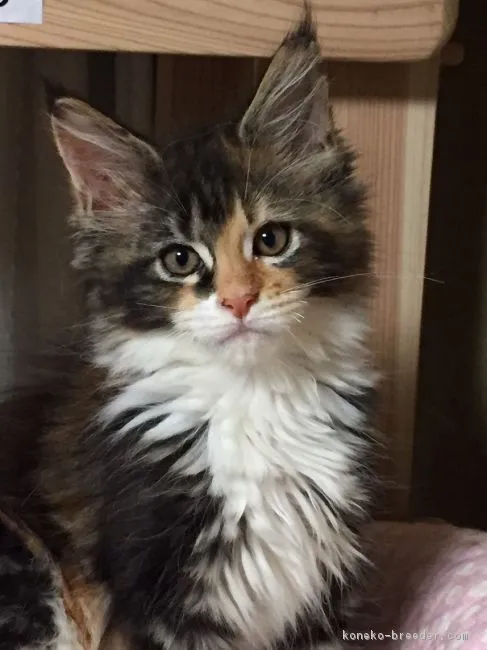 ID:1802-00611の子猫