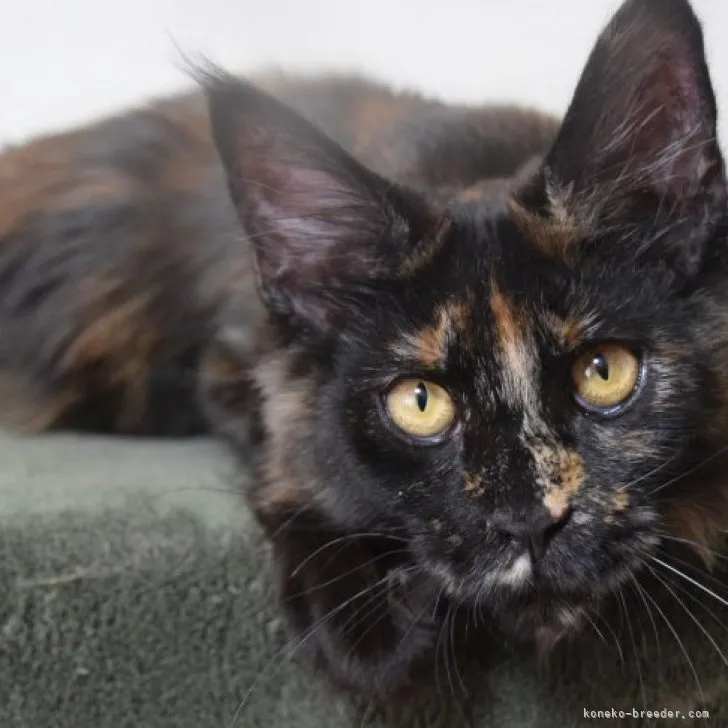 メインクーン【神奈川県・女の子・2022年10月26日・ブラックトーティー】の写真1「4/8撮影」