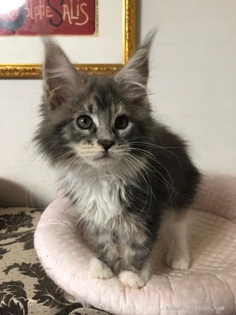 blankzappa 様のお迎えした子猫