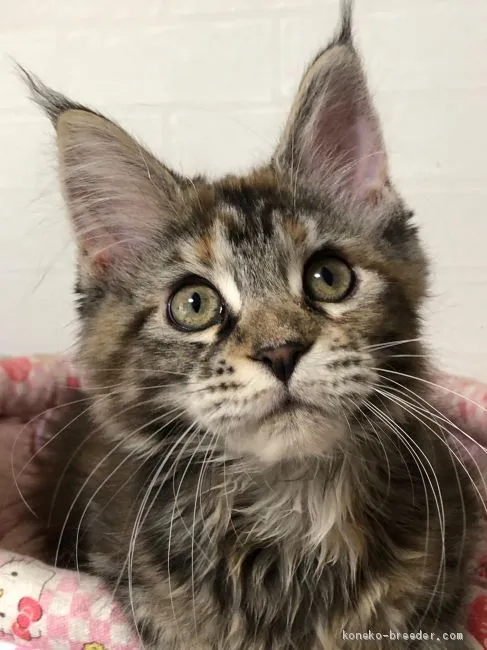 ID：2101-00014の子猫