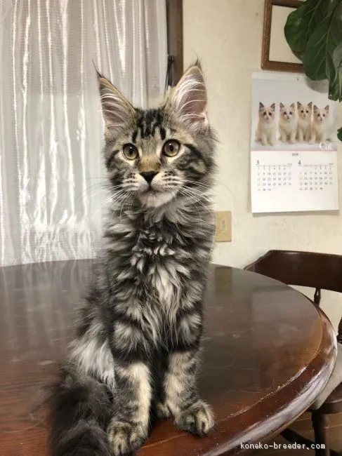 ID：2005-00201の子猫