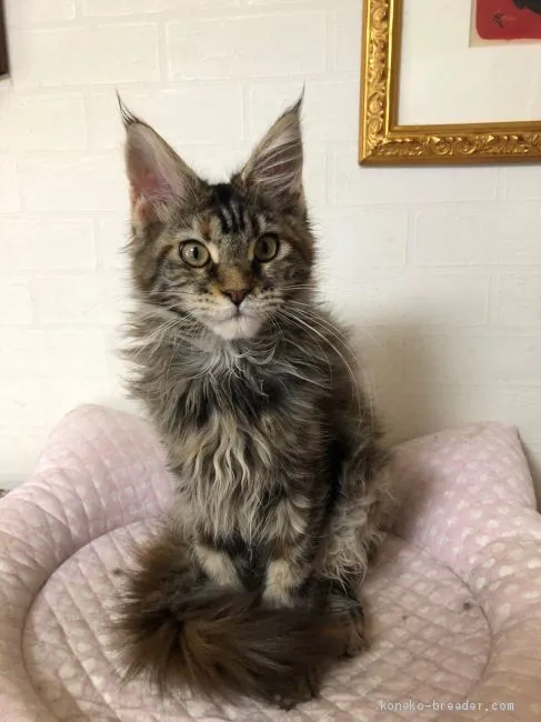 ID：2102-01670の子猫