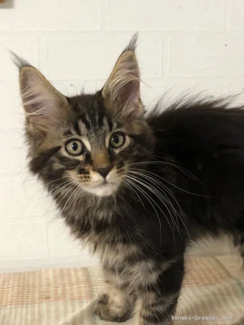 mom 様のお迎えした子猫