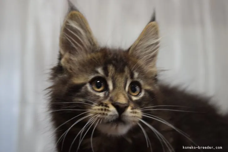 メインクーン【神奈川県・男の子・2021年12月24日・ブラウンクラシックタビー】の写真1「3/6撮影」