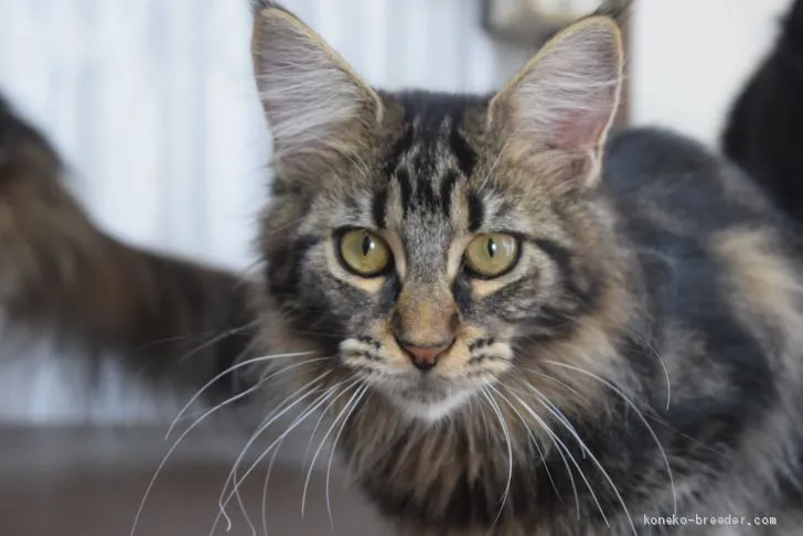 sa 様のお迎えした子猫