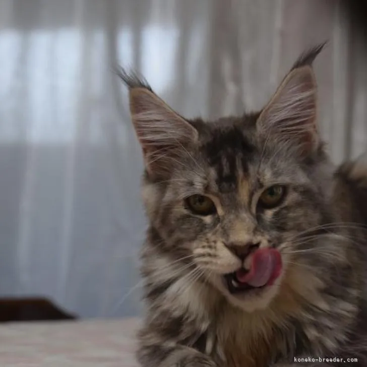 ID：2212-01541の子猫