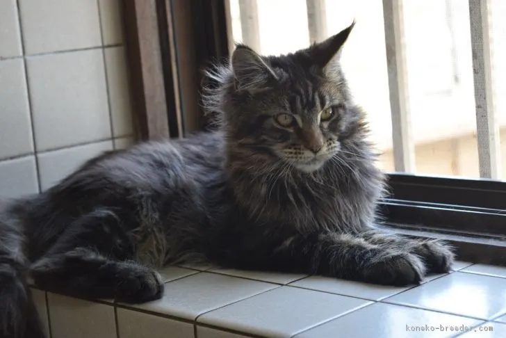 愛星 様のお迎えした子猫