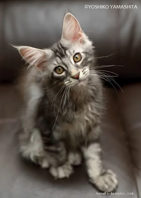 ID：1908-00457の子猫