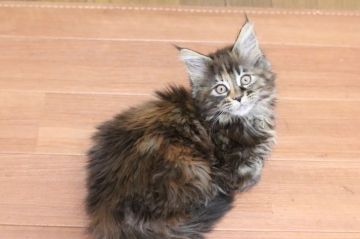 メインクーン【神奈川県・女の子・2018年12月7日・ブラウンクラシックトービー】の写真「お目目の大きい可愛い女の子です」