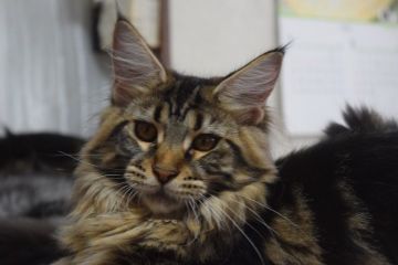 メインクーン【神奈川県・女の子・2019年12月25日・ブラウンクラシックタビー】の写真「おっとりした、とても大きな子です」