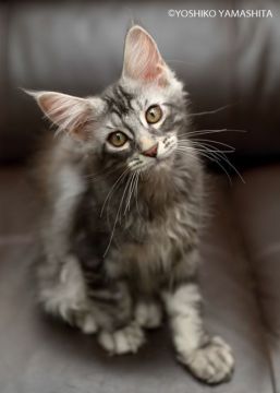 メインクーン【神奈川県・女の子・2019年5月10日・シルバークラシックタビー】の写真「活発で甘えっ子です。」