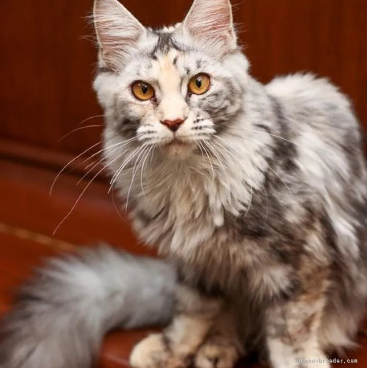 ID：2206-02223の子猫