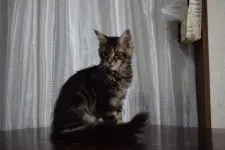 メインクーン【神奈川県・男の子・2019年12月25日・ブラウンクラシックタビー】の写真2「4/28撮影」