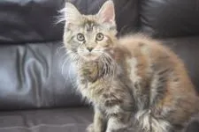 メインクーン【神奈川県・女の子・2020年10月1日・ブラウンクラシックトービー】の写真2「1/13撮影」