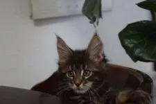 メインクーン【神奈川県・男の子・2021年12月24日・ブラウンクラシックタビー】の写真3「3/6撮影」