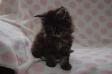 メインクーン【神奈川県・女の子・2018年12月7日・ブラウンクラシックトービー】の写真4「1/27撮影」