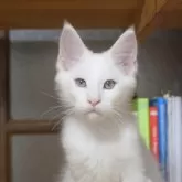 メインクーン