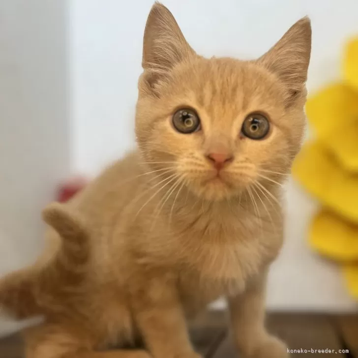 ID:2410-03051の子猫