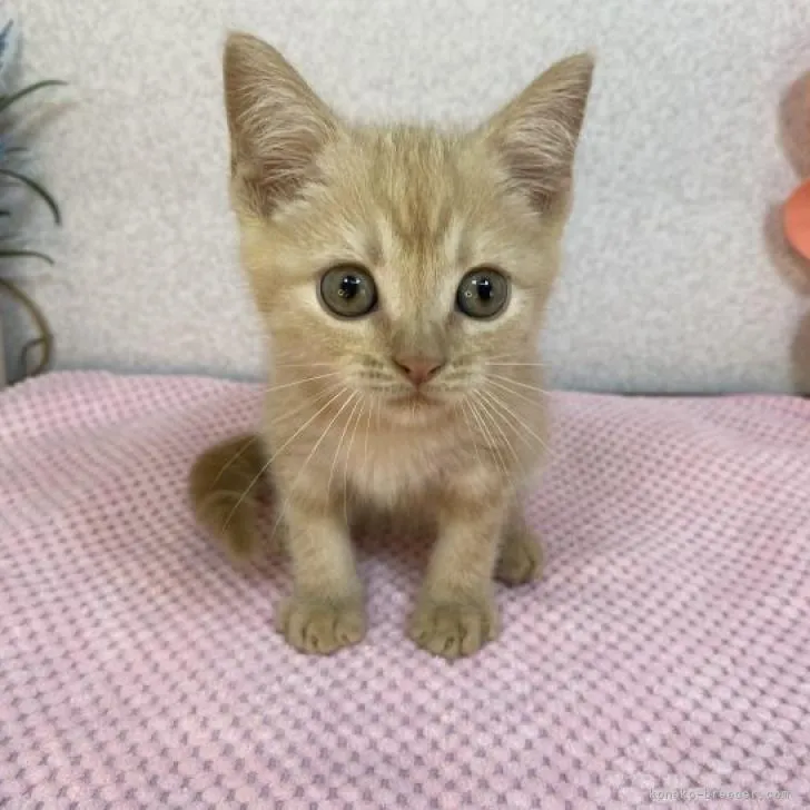 ID：2209-01895の子猫