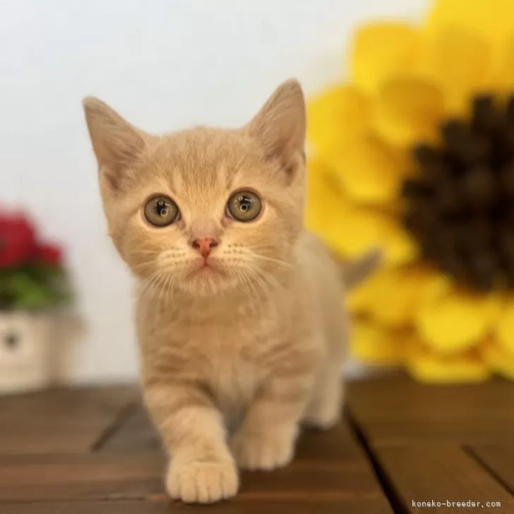 すー 様のお迎えした子猫