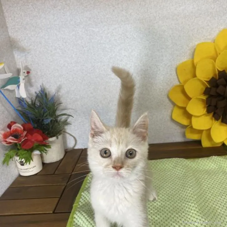 ID：2208-02370の子猫
